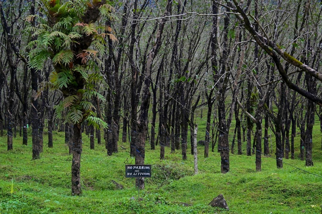A forest filled with lots of tall trees