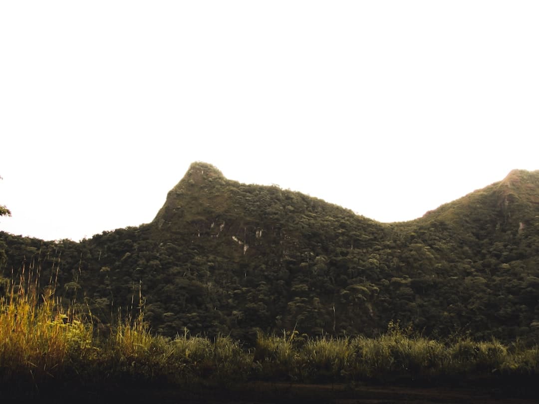 a grassy field with a mountain in the background